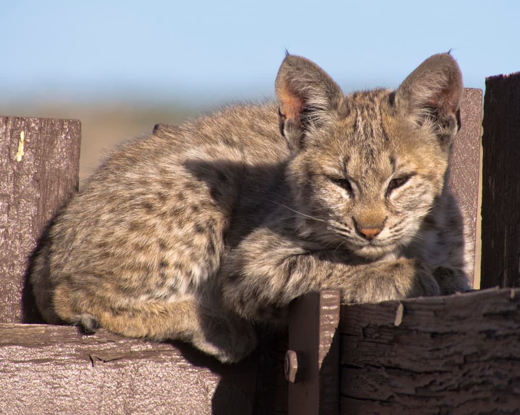 A Bobcat