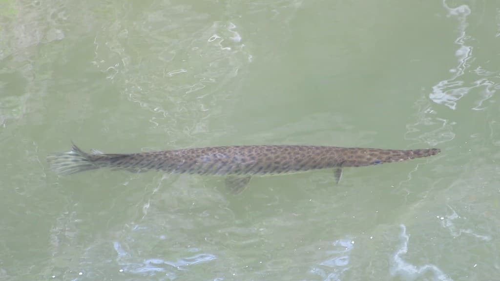 Florida Gar