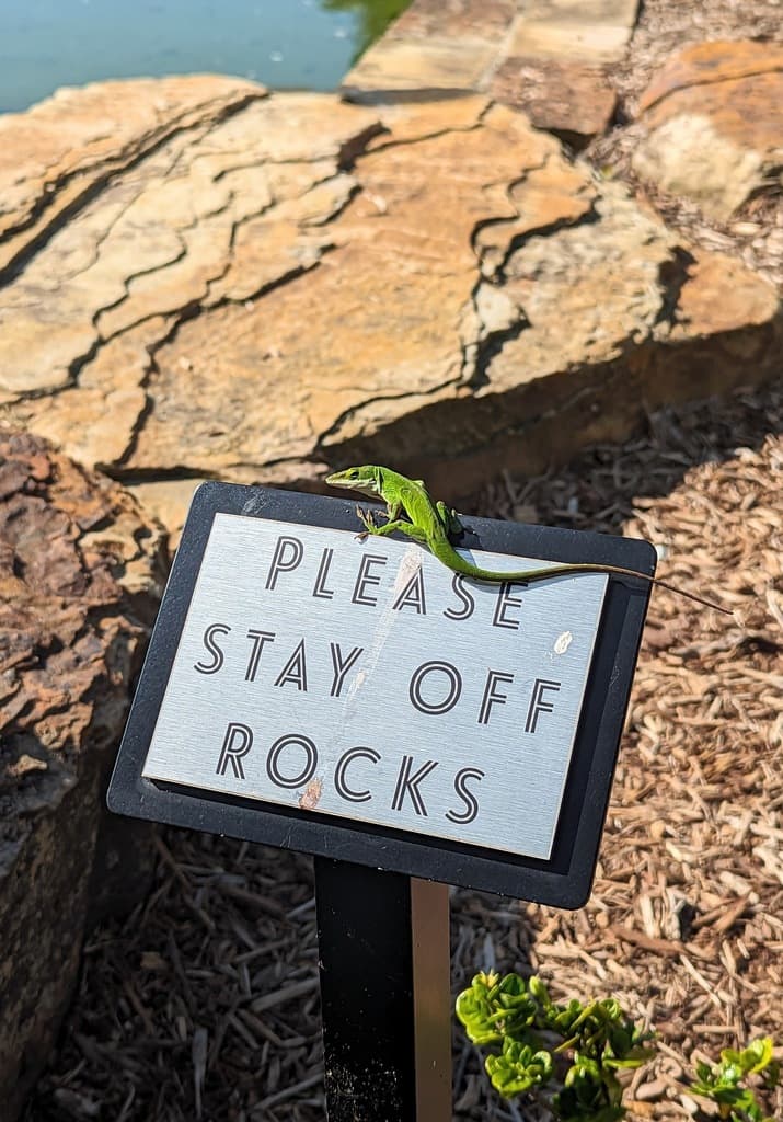 A Green Anole