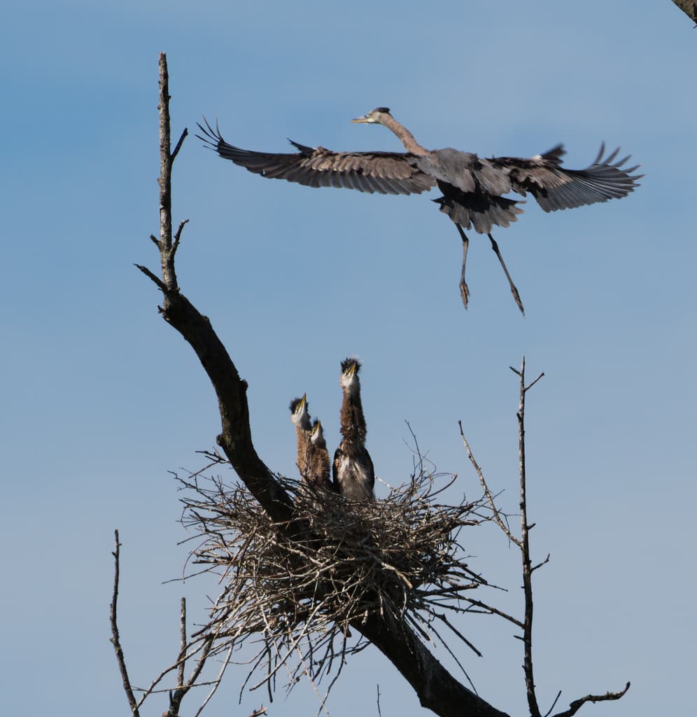 A Great Blue Heron