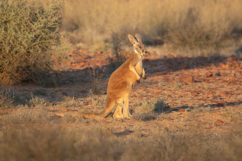 Your photo of a red kangaroo