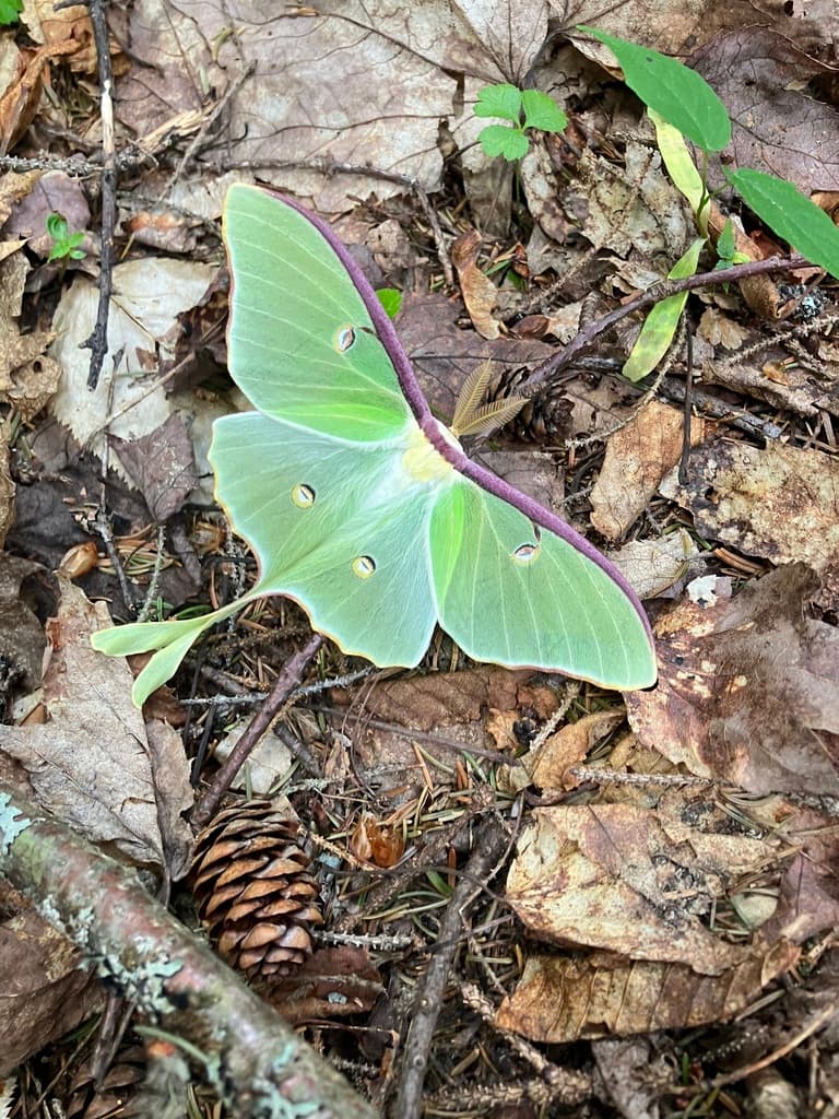 A Luna Moth