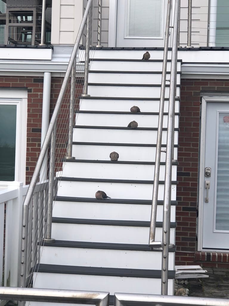 Mourning Dove
