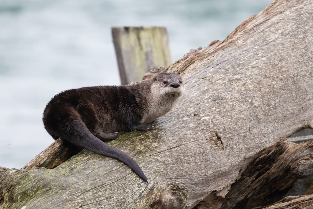 River Otter