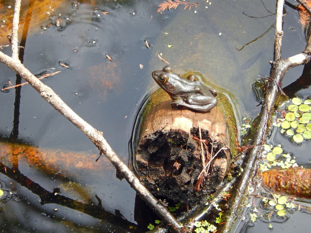 Pig Frog