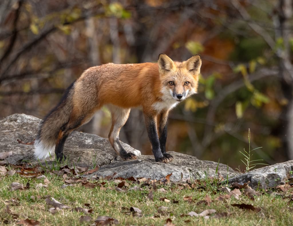 A Red Fox