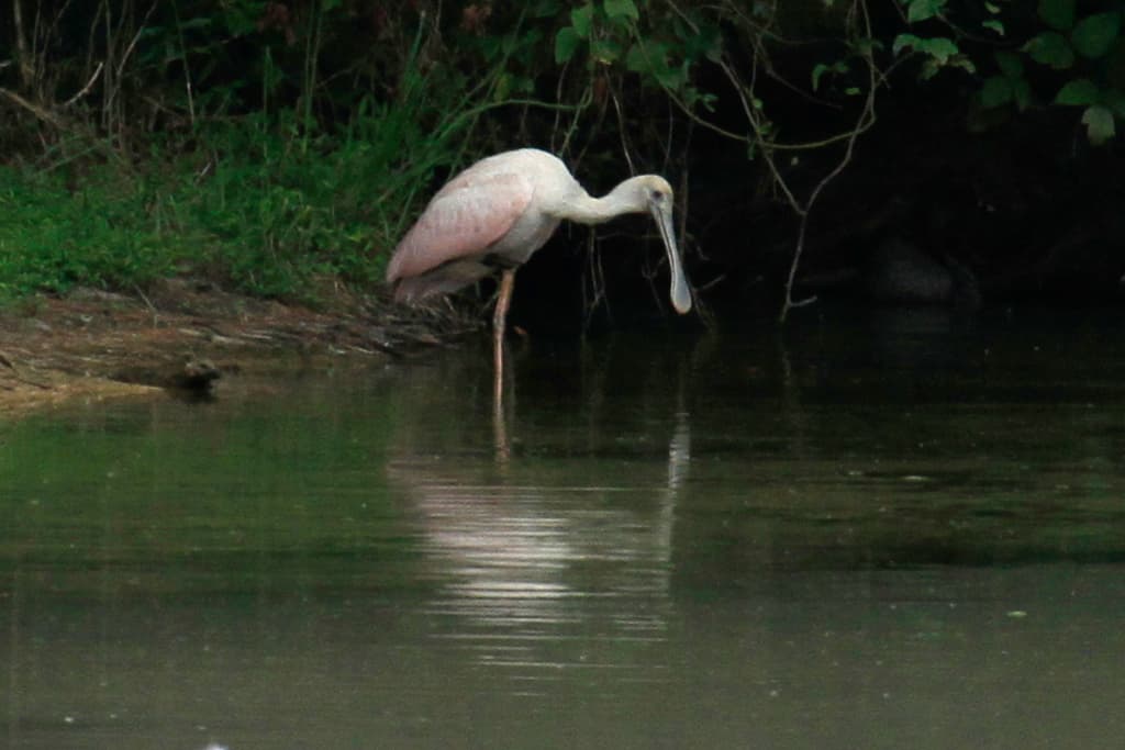 A Roseate Spoonbill
